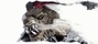 Video: Guild Wars 2 - Collector's Edition