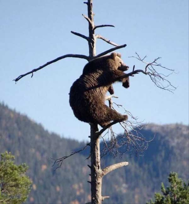 Nezabudnite, ke vs naha medve vylezte na strom
