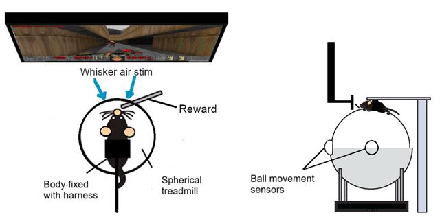 Potkan hrá Doom II a rovno aj strieľa nepriateľov