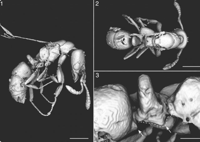 Bola nájdená 16 miliónov rokov stará mravčia kráľovná v jantári