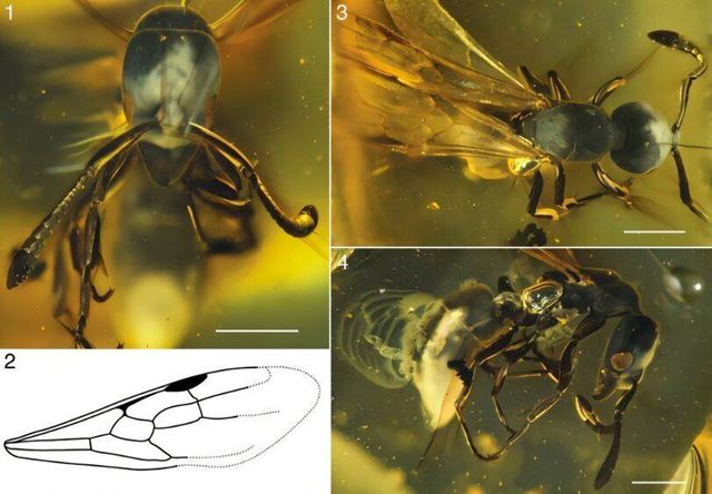 Bola nájdená 16 miliónov rokov stará mravčia kráľovná v jantári
