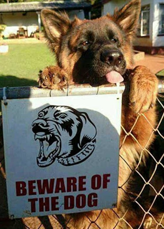 Pozor na psa....