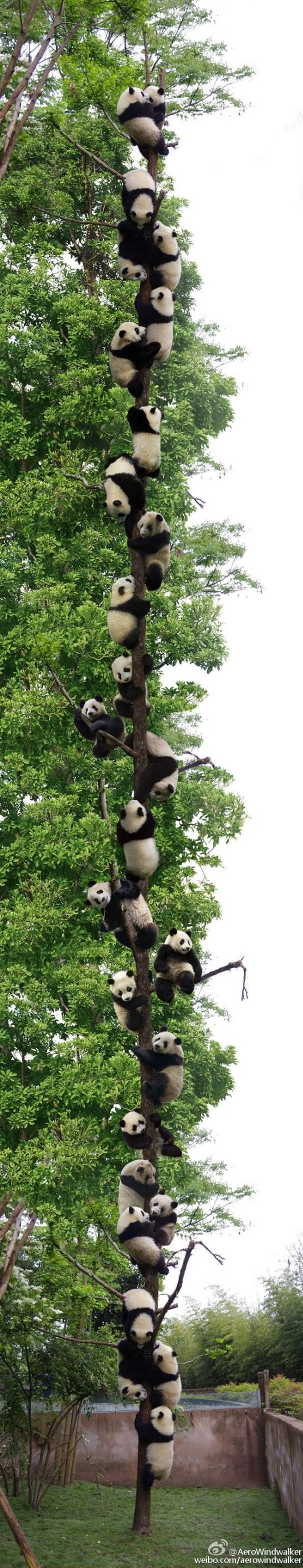 Videli ste u pandov strom?  