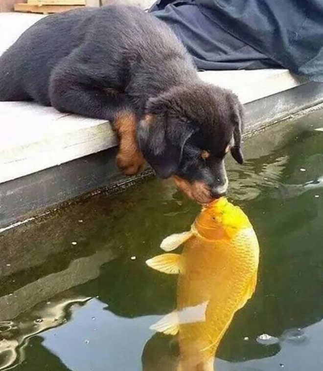 Zlat rybka, daj mi pusu...