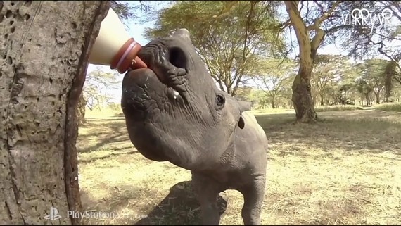 Virry VR: Wild Encounters – Launch Trailer