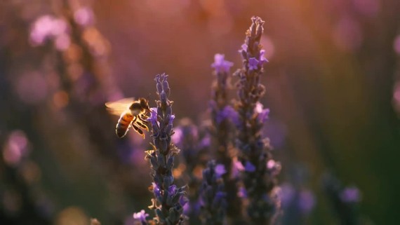 American Truck Simulator teasuje �al�� �t�t pre hru