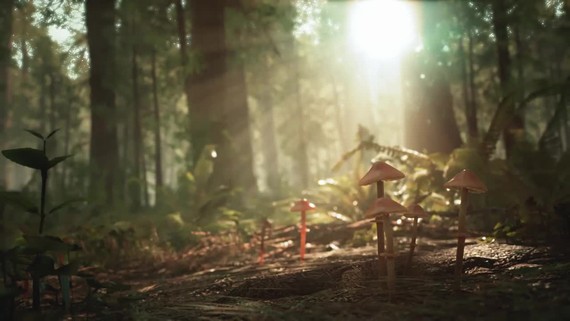 Morels: The Hunt ukazuje romantick zbery z prrody