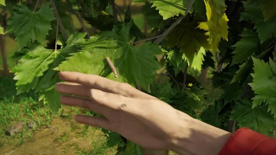 Winery Simulator vs zavedie do vinc, kde sa zrod vae vno