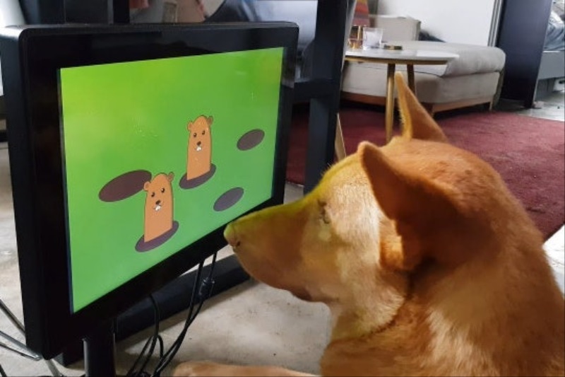Boli odhalené plány na vydanie hernej konzoly pre psov