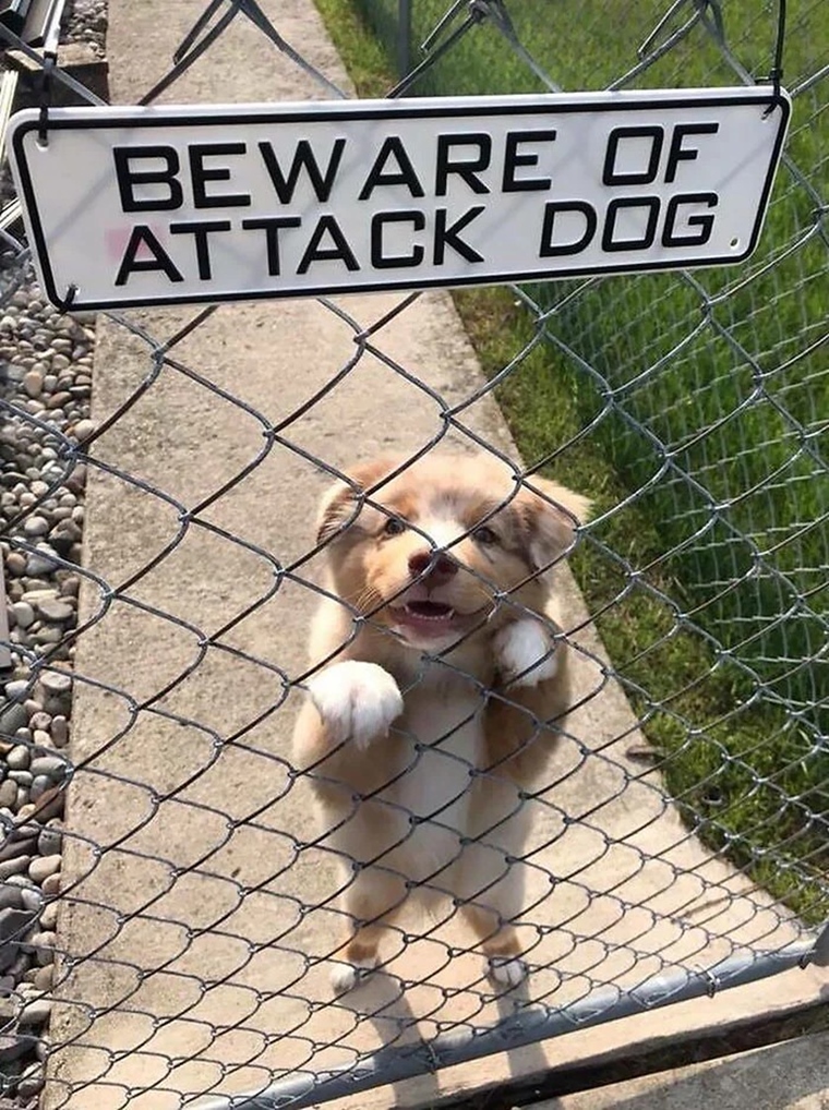 Pozor na zlho psa!