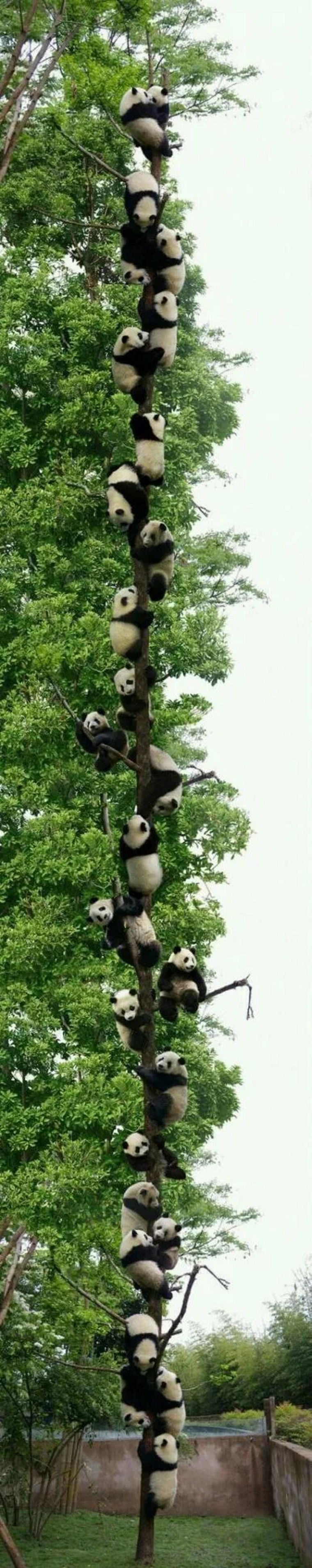 Pandy zjavne maj tento strom radi