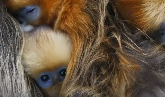 Výnimočný prírodopisný dokument s hudbou Hansa Zimmera na RTVS