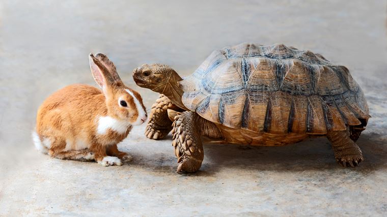 Korytna�ky a zajace