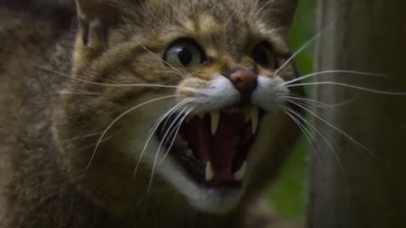 Unik�tny dokument�rny seri�l nakr�tili pomocou �pi�kovej techniky