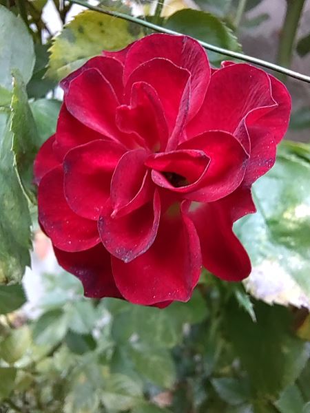 Huawei Nova 9 spustil predobjednvky, pridva k nim FreeBuds 4i, ale ak vlastne je?  