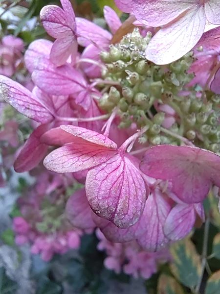 Huawei Nova 9 spustil predobjednvky, pridva k nim FreeBuds 4i, ale ak vlastne je?  