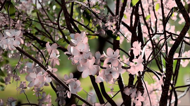 Unity k�pilo v�voj�rov SpeedTree  