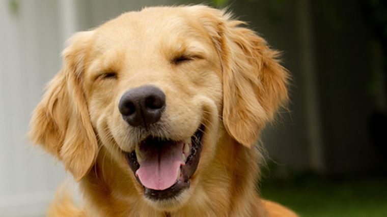 Vtipné psie momenty, ktoré vám vyčaria úsmev na tvári