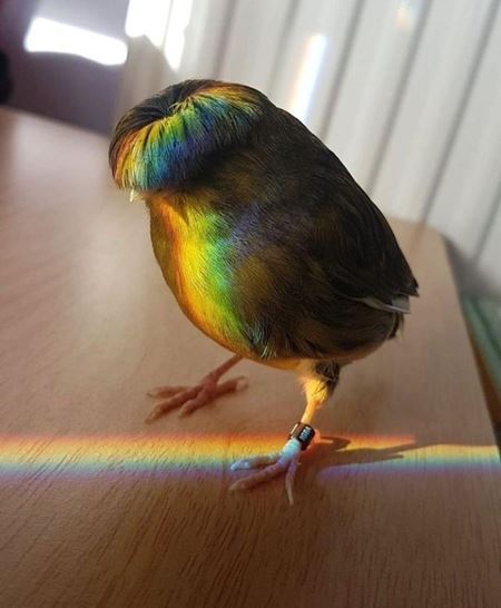 Vkendovky   