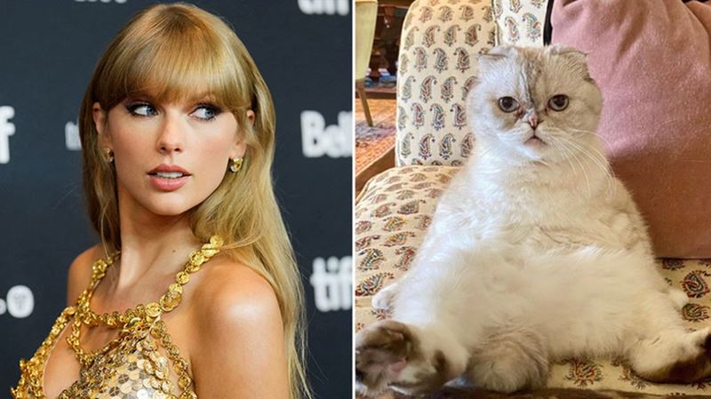 Mačka Taylor Swift má hodnotu 97 miliónov dolárov