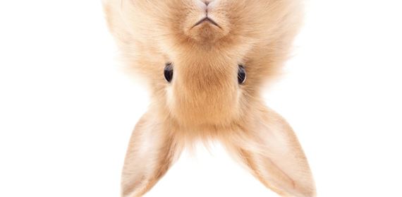 Nov film Miry Fornay Twist the Rabbit (Oto Krlika!) bude reprezentova Slovensko na Berlinale Market