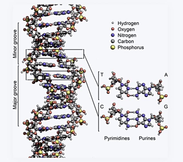Zabudnite na SSD, prichdza DNA disk 