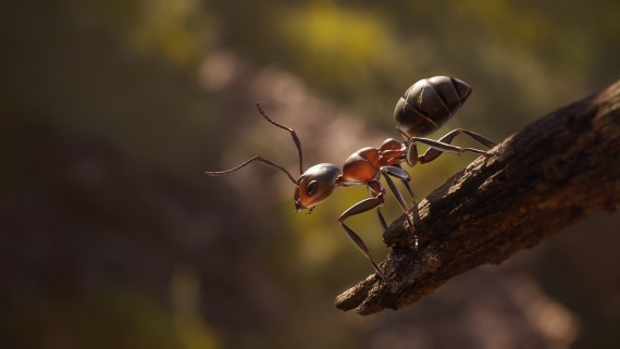 Empire of the Ants predstavuje plány na budúci rok