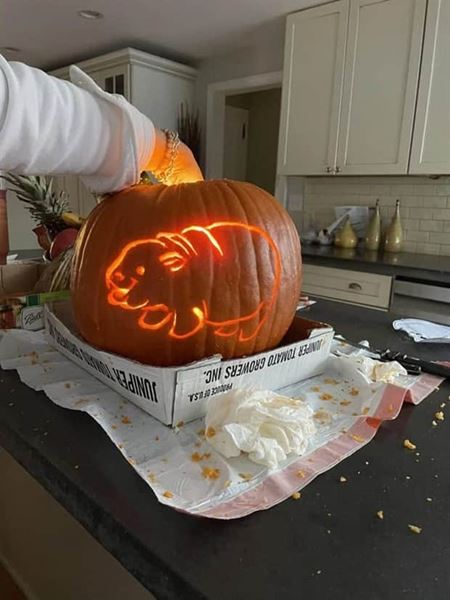 Inpircie na vyrezvan hallowenske tekvice  