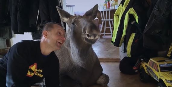 Originlna dokumentrna esej AMOOSED: losia odysea skma vzah loveka a prrody cez prbeh losa