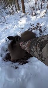 Tie super rchle reakcie zvierat...