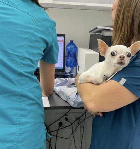 Z�bavn� zvieratk�  