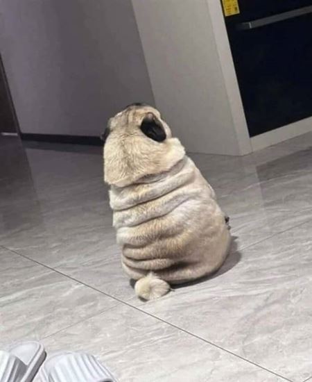 Z�bavn� zvieratk�  