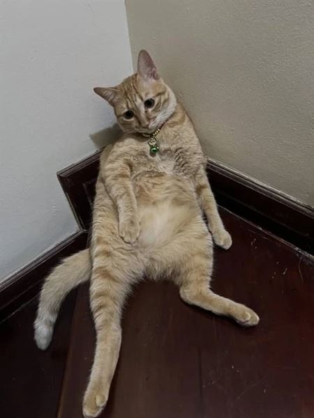 Z�bavn� zvieratk�  