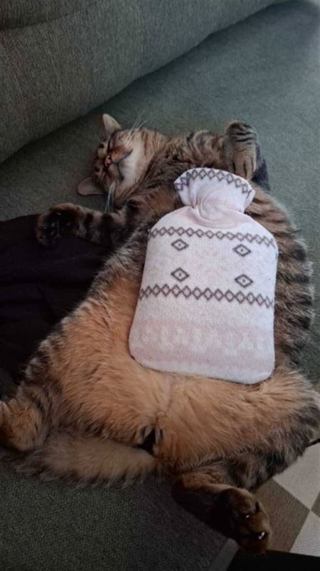 Z�bavn� zvieratk�  