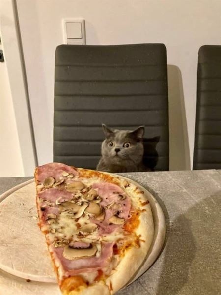 Z�bavn� zvieratk�  