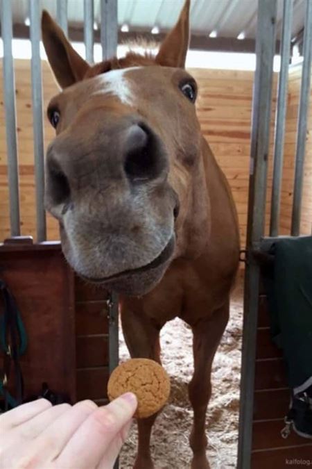 Z�bavn� zvieratk�  