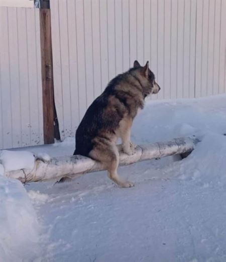 Z�bavn� zvieratk�  