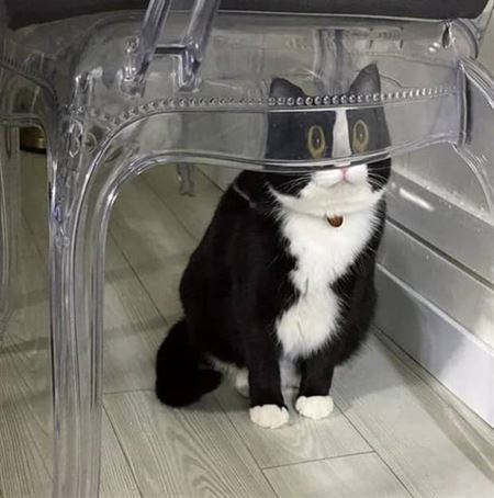 Z�bavn� zvieratk�  