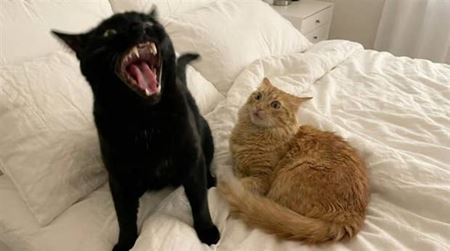 Z�bavn� zvieratk�  