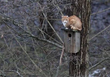 Z�bavn� zvieratk�  