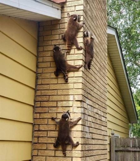 Z�bavn� zvieratk�  