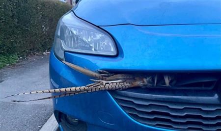 Nehody sa st�vaj�  