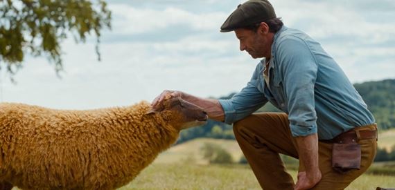Hugh Jackman, zločin a... ovce? Komédia Ovce na stope naozaj existuje a do kín príde v máji 2026