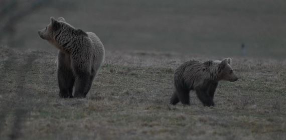 Slovensk film Hlas lesa prina dleit tmu, ktor rozdeuje spolonos. Podcast Vertigo 104.