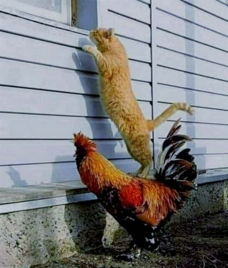 Z�bavn� zvieratk�  