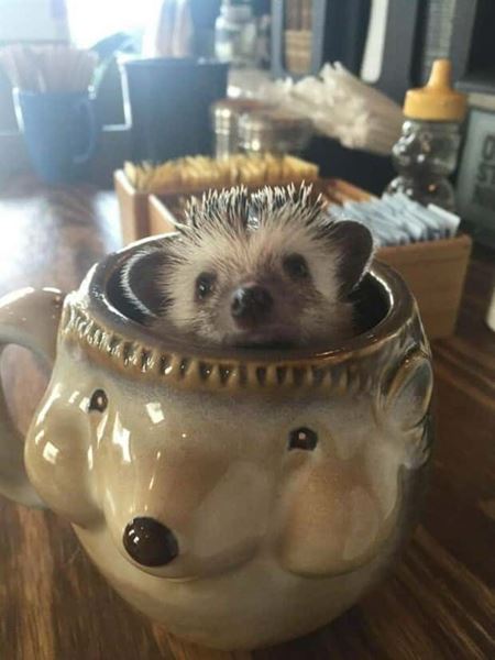 Z�bavn� zvieratk�  