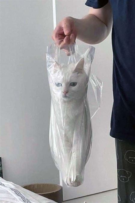 Z�bavn� zvieratk�  