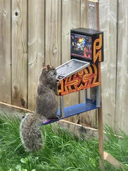 Z�bavn� zvieratk�  