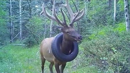 Z�bavn� zvieratk�  