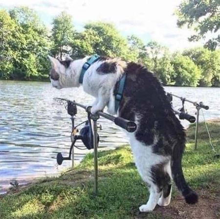 Z�bavn� zvieratk�  